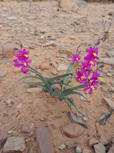 Image of Ixia curvata by (c) James Deacon, some rights reserved (CC BY-SA)