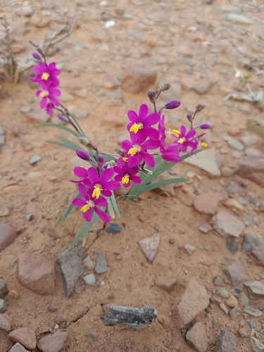Image of Ixia curvata by (c) James Deacon, some rights reserved (CC BY-SA)