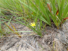 Hypoxis longifolia