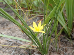 Hypoxis longifolia