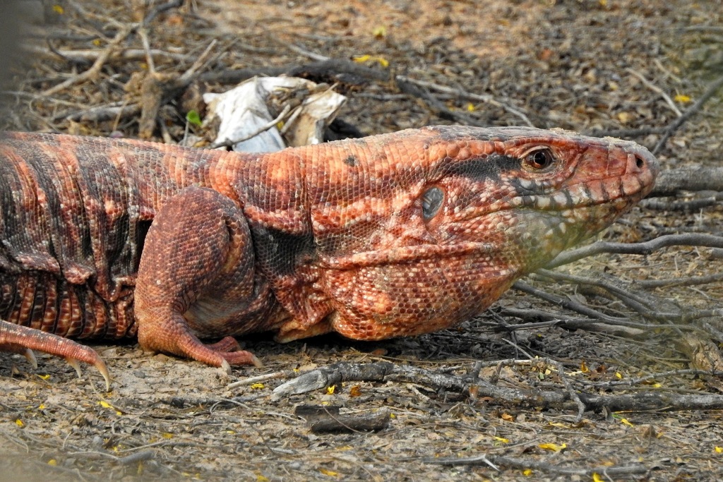 Red Tegu