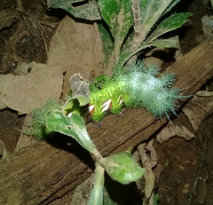Automeris zugana
