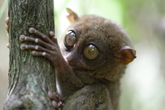Philippine Tarsier photo 3