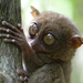 Philippine Tarsier - Photo (c) Klaus Stiefel, some rights reserved (CC BY-NC)