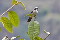 Saltator atripennis