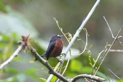 Ochthoeca cinnamomeiventris