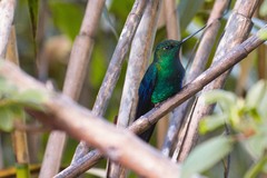 Pterophanes cyanopterus