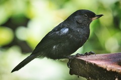 Diglossa lafresnayii