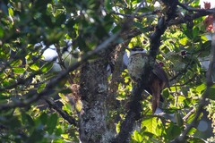 Pseudocolaptes boissonneautii