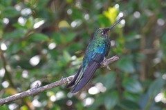 Pterophanes cyanopterus