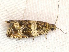 Olethreutes valdanum