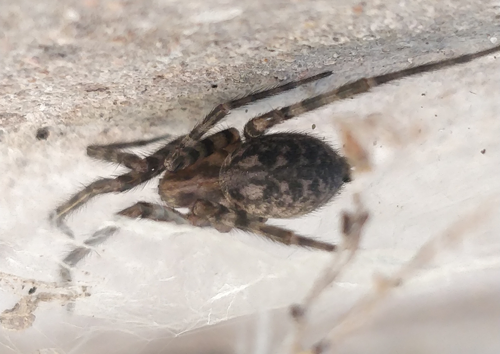 Tegenaria domestica