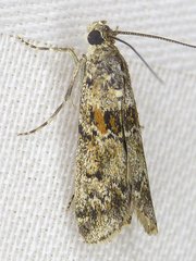 Ancylosis undulatella