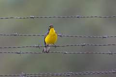 Myioborus melanocephalus