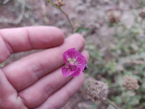 Image of Sidalcea glaucescens by (c) Alexander Wentworth, some rights reserved (CC BY)