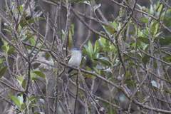 Phyllomyias uropygialis