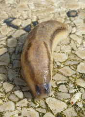 Arion fasciatus