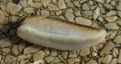 Arion fasciatus