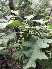 Solanum rubetorum