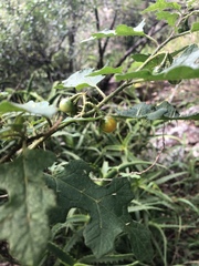 Solanum rubetorum