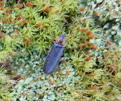 Rhagonycha lineola