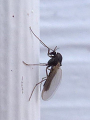 Orthocladiinae