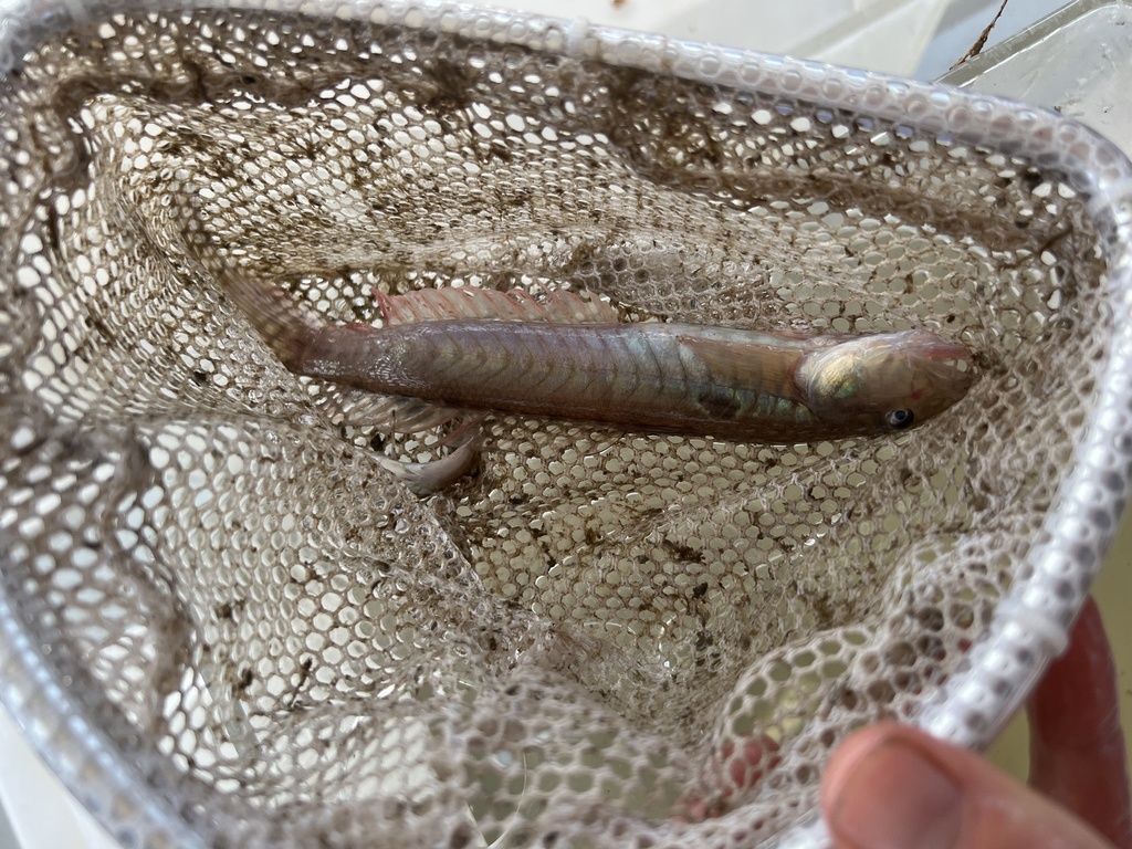 Highfin Goby From Ashepoo River Green Pond Sc Us On October