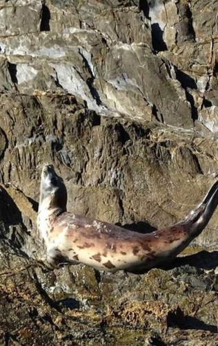 Harp Seal (Pagophilus groenlandicus), a species recorded in Rhode Island