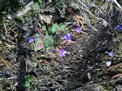 Pulmonaria vallarsae