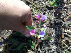 Pulmonaria vallarsae