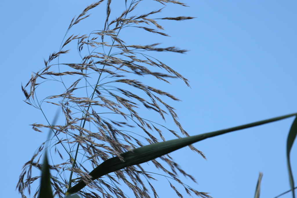 common reed from Springerville, AZ, USA on September 17, 2023 at 06:50 ...
