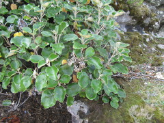 Brachyglottis rotundifolia