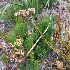 Nanobubon strictum