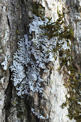 Physconia subpallida