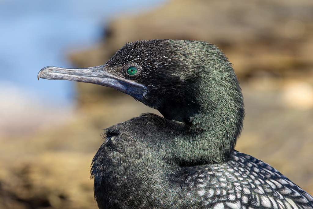 Little Black Cormorant