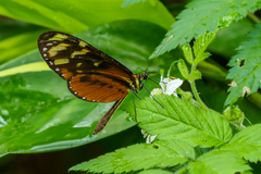 Mechanitis polymnia lycidice