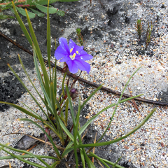 Aristea oligocephala
