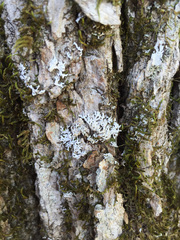 Physconia subpallida