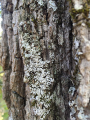 Physconia subpallida