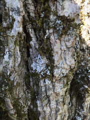 Physconia subpallida