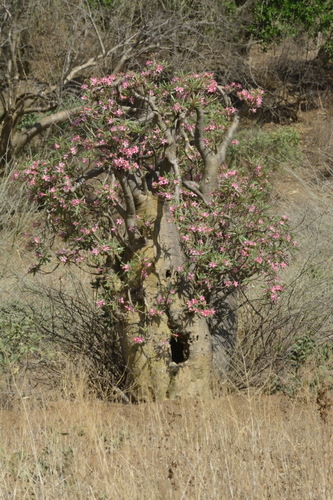 Adenium obesum image