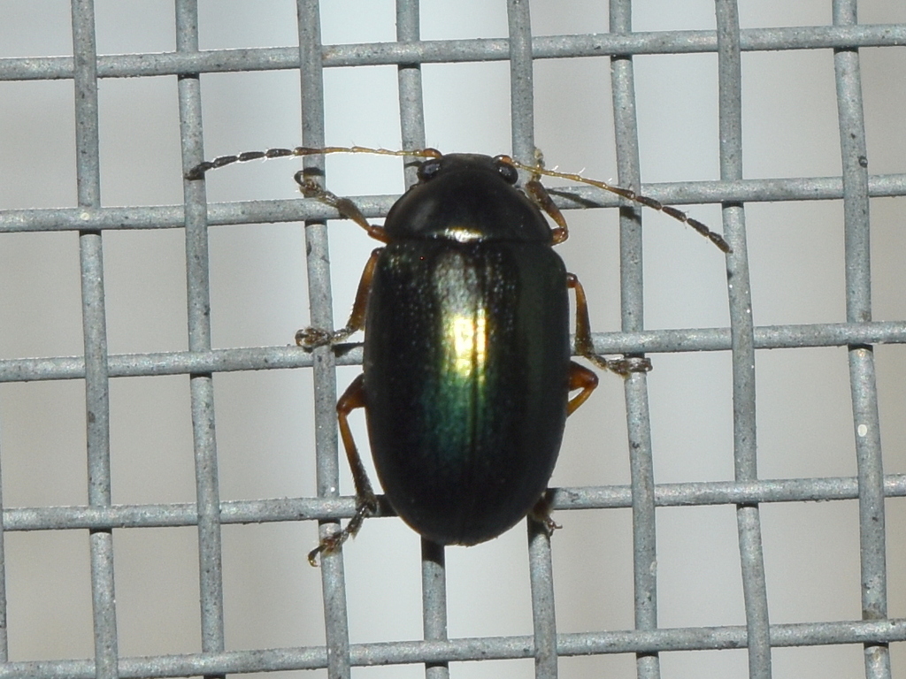 Euphrytus opacicollis