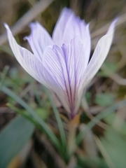 Crocus versicolor