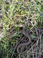 Chalcides striatus