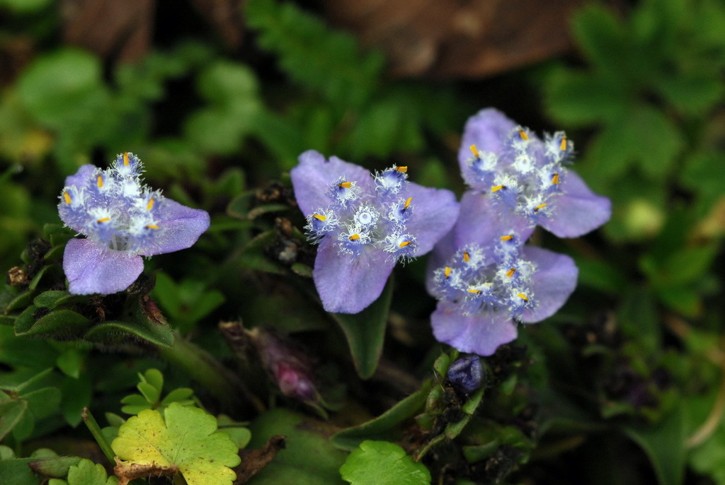 Cyanotis polyrrhiza