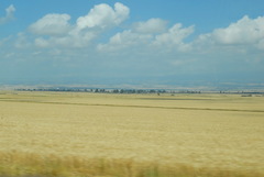 Eragrostis tef