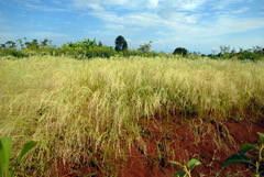 Eragrostis tef