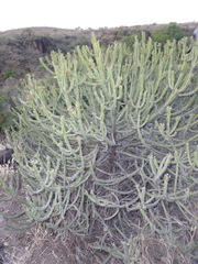 Euphorbia abyssinica