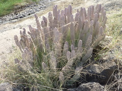 Euphorbia abyssinica