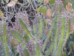 Euphorbia abyssinica